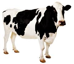 cow