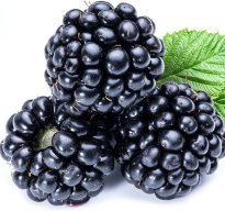Black Berry